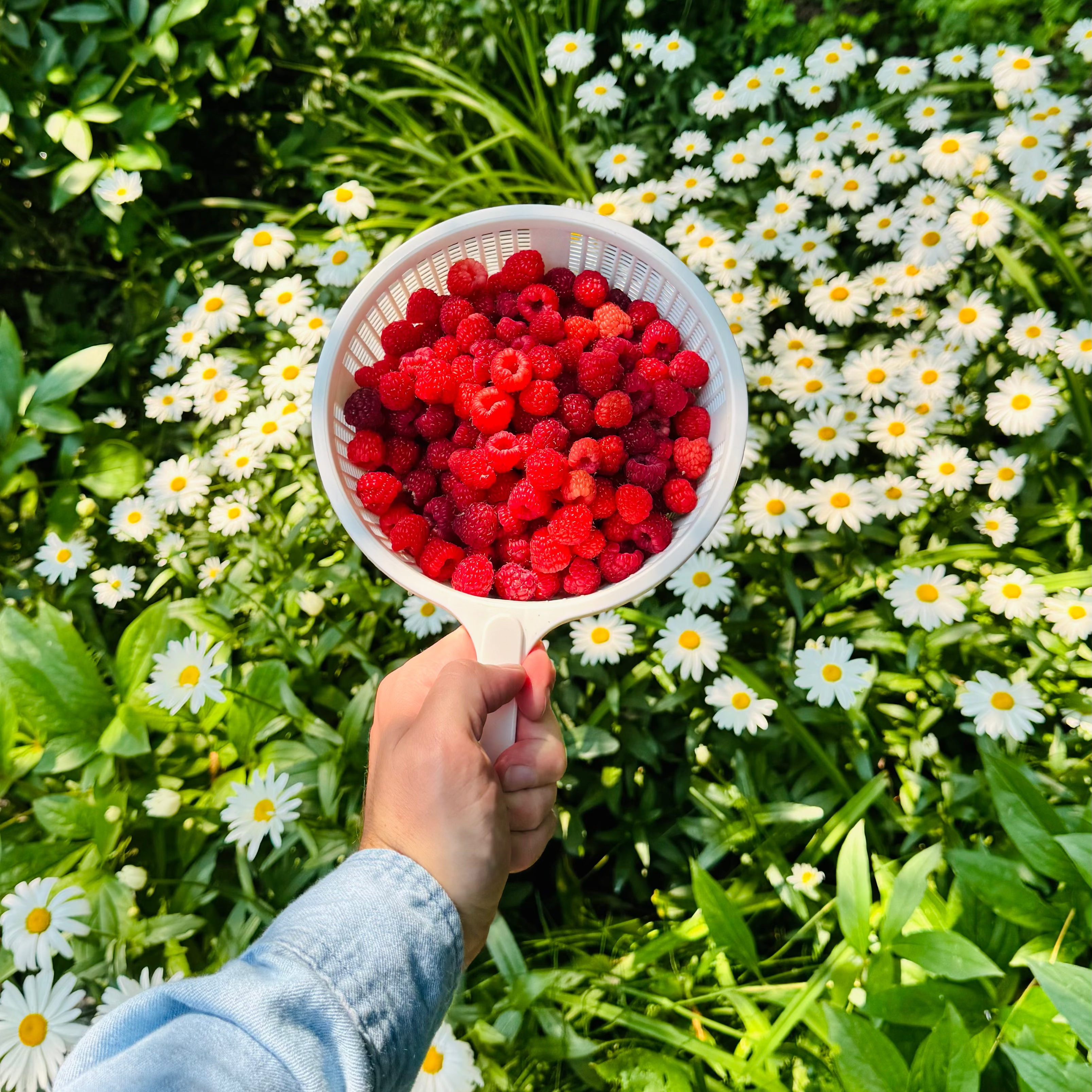 A hand holding a white plastic colander filled with freshly picked red raspberries, set against a lush garden background of green foliage and white daisies.